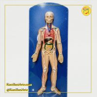 مولاژ احشای بدن