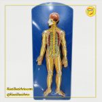 مولاژ سیستم اعصاب