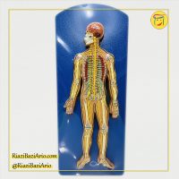 مولاژ سیستم اعصاب