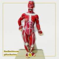 مولاژ عضلات بدن