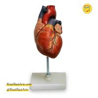 مولاژ قلب