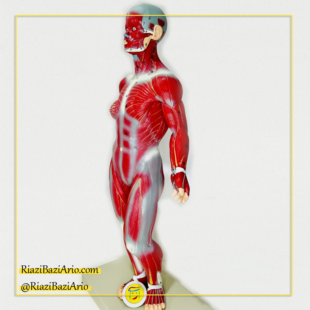 مولاژ عضلات بدن