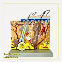 مولاژ پوست - مولاژ برش مقطع پوست انسان با نمایش پله کانی لایه ها