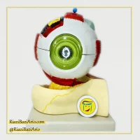 مولاژ کره چشم بزرگ - 20 برابر