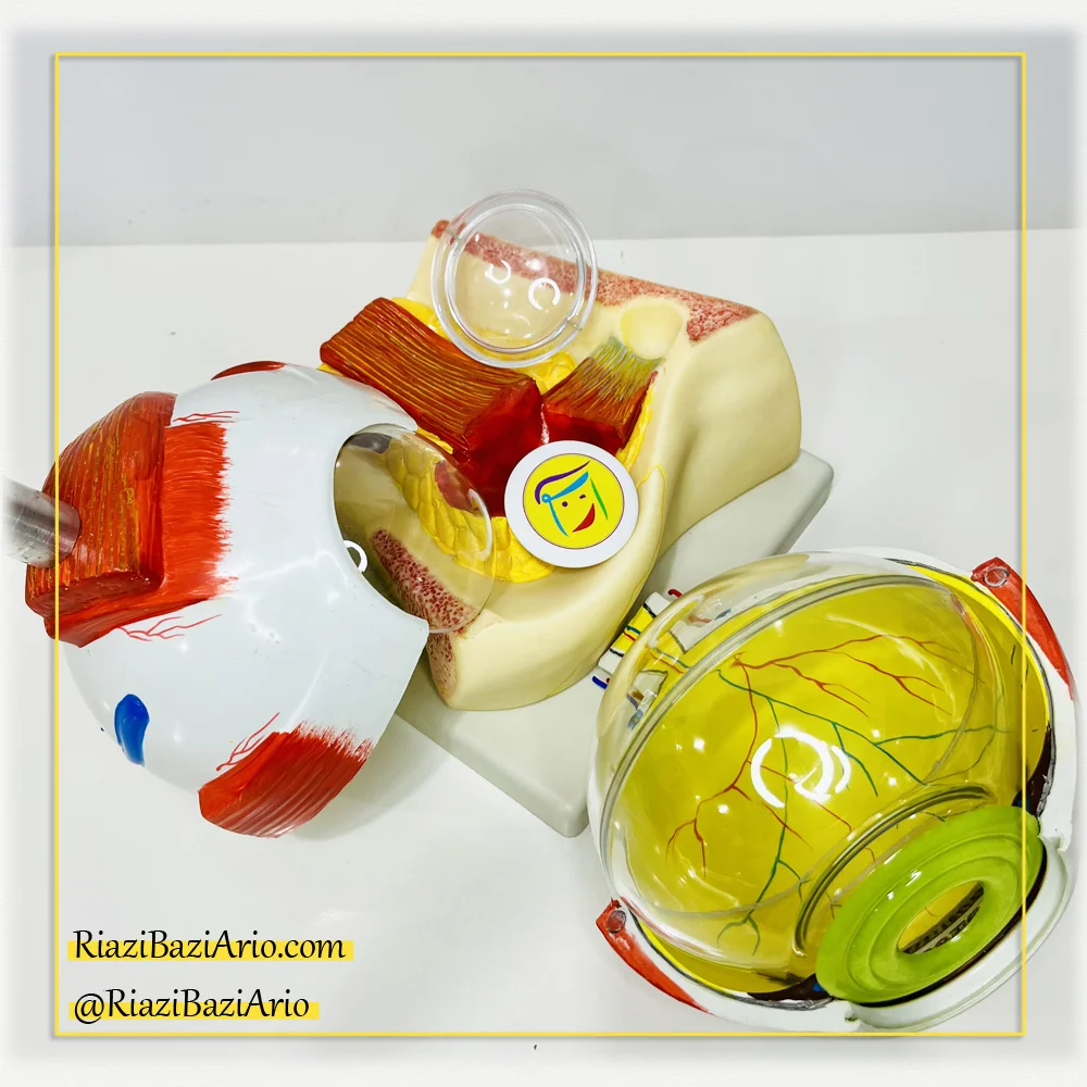 مولاژ کره چشم بزرگ - 20 برابر