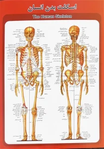 پوستر اعضای بدن انسان - اسکلت