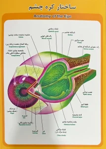 پوستر اعضای بدن انسان - چشم