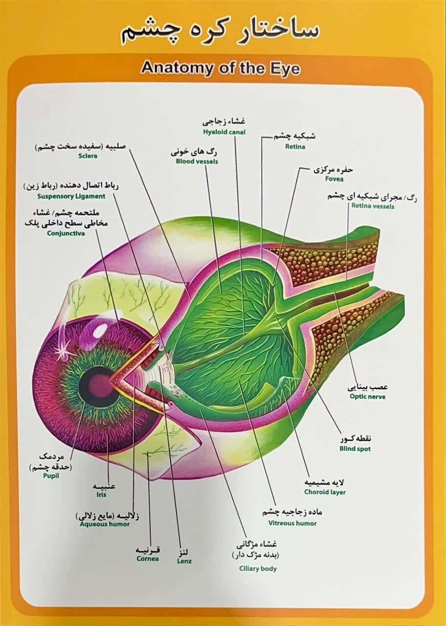 photo27318135838 پوستر ساختار کره چشم