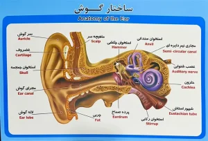 پوستر اعضای بدن انسان - گوش