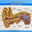 پوستر اعضای بدن انسان - گوش