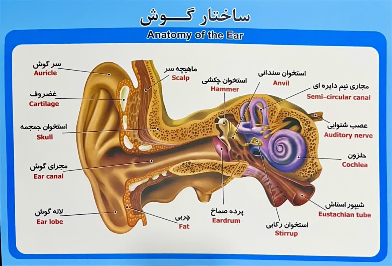 photo27318136596 پوستر ساختار گوش