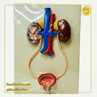 مولاژ دستگاه دفع ادرار یک تکه