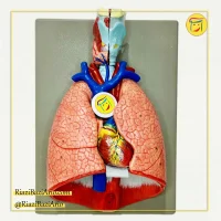 مولاژ دستگاه تنفس انسان دیواری با 7 قطعه جدا شونده