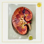 مولاژ کلیه انسان دیواری