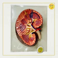 مولاژ کلیه انسان دیواری