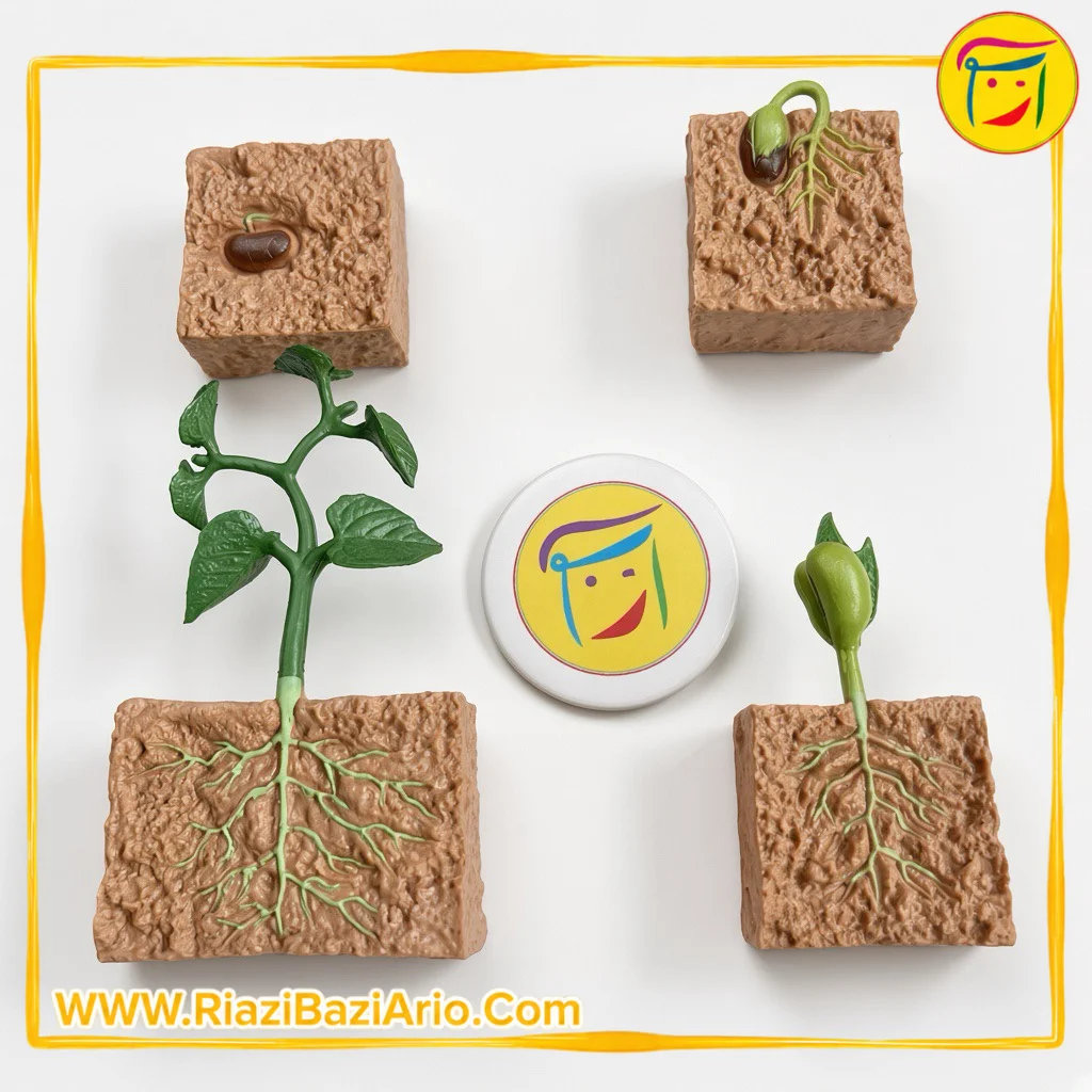 چرخه زندگی گیاه چرخه زندگی گیاه