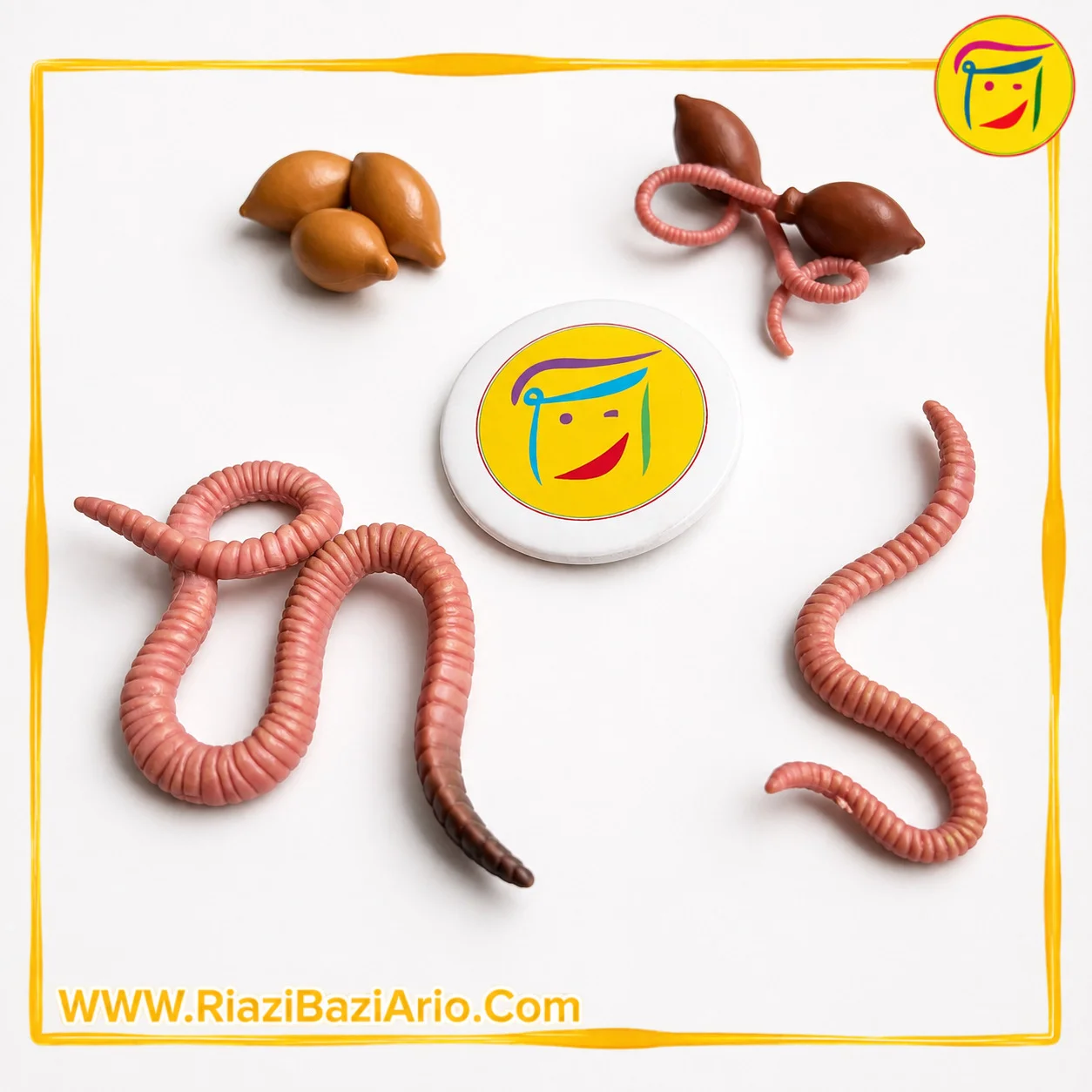 چرخه زندگی کرم چرخه زندگی کرم