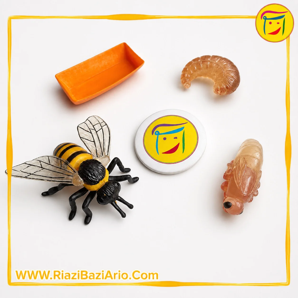 چرخه زندگی زنبور چرخه زندگی زنبور
