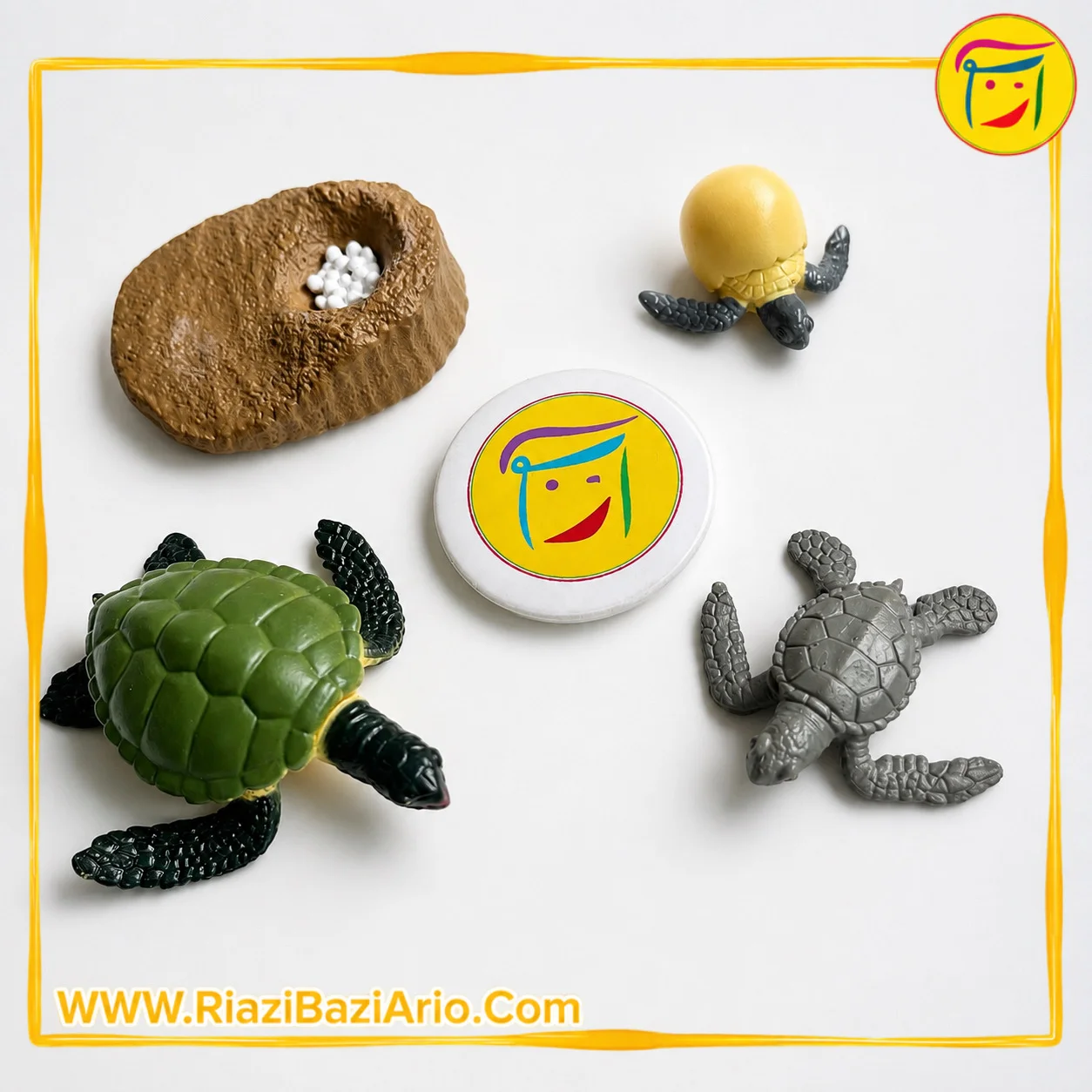 چرخه زندگی لاک پشت چرخه زندگی لاک پشت