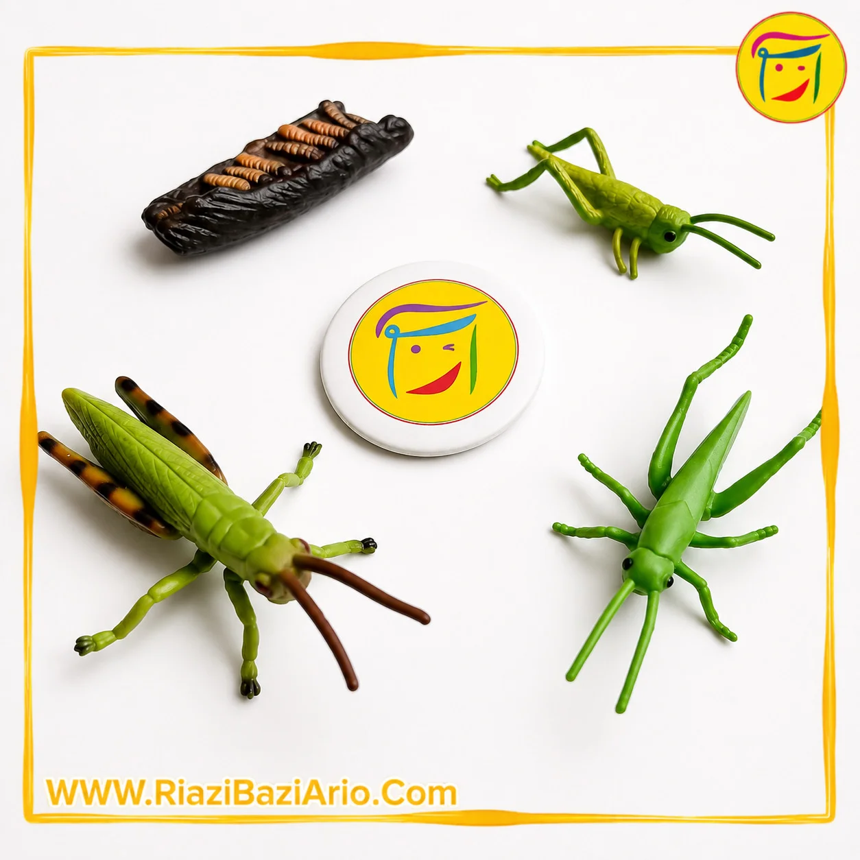 چرخه زندگی ملخ چرخه زندگی ملخ
