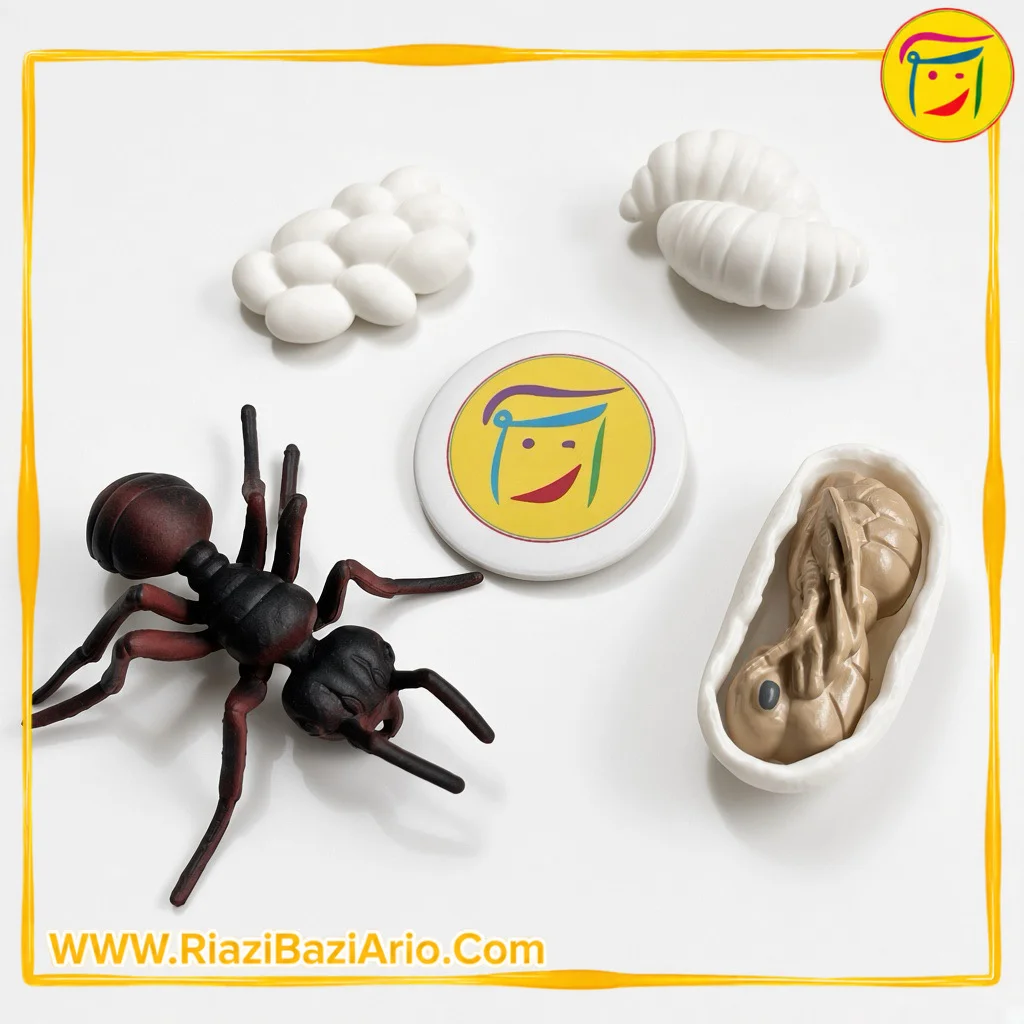 چرخه زندگی مورچه چرخه زندگی مورچه
