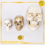 جمجمه انسان در اندازه های مختلف