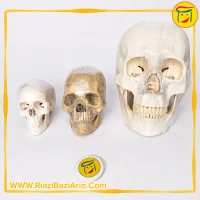 جمجمه انسان در اندازه های مختلف